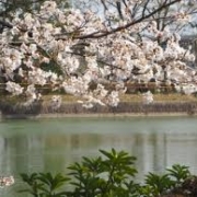 slovenia-netherlands-spring-copywriter-collective slovenia-netherlands-spring-copywriter-collective