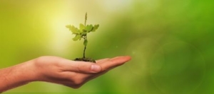 plant growing