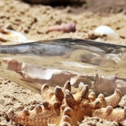 message bottle