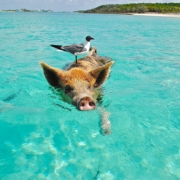 therapy-pig-theory-creative-business-copywriter-collective