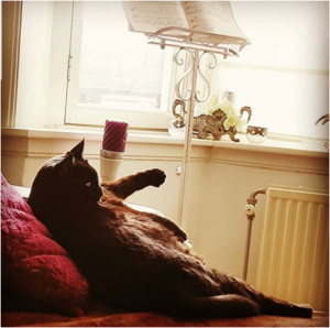 cat picture 1 Cat