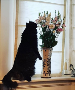 cat picture Cat 2