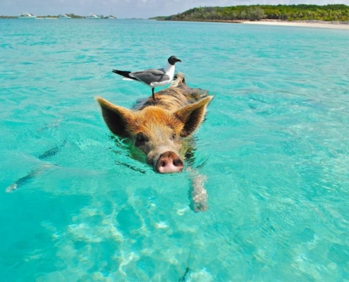 pig-website-copywriter-collective
