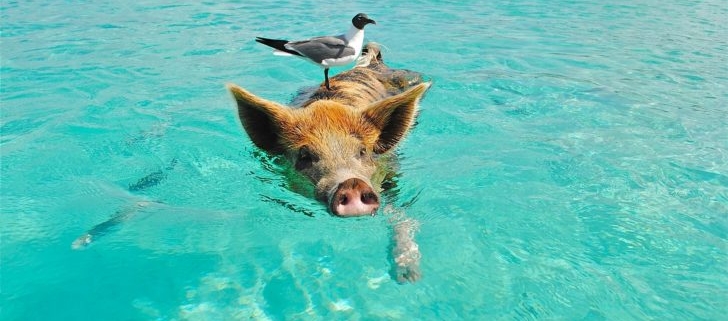 pig-website-copywriter-collective