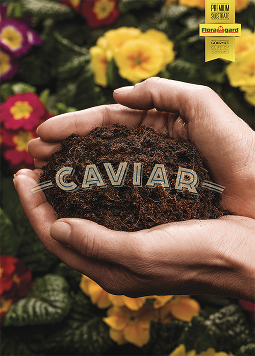 caviar-david-spanish-copywriter-london-copywriter-collective Caviar David Spanish Copywriter London Copywriter Collective