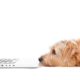 professional-website-copywriter-collective